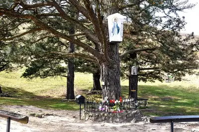 Los Pinos de Garabandal, con una imagen de la Virgen colgada del tronco y velas al pie del árbol